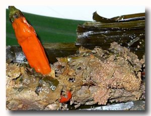 テロール・カカップ・ウォク・ダウン　鯛の卵のササ包み焼き　あっぷ