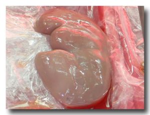 豚腰　生の豚の腎臓