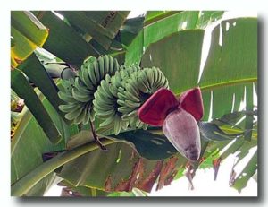 バナナの花と実
