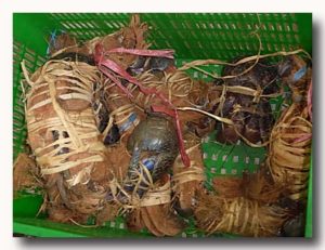 ケピティン・クラパ　籠いっぱいの椰子蟹