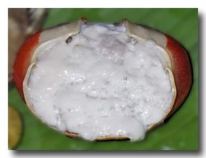 ウカエブukaeb マングローブ蟹のココナッツ煮