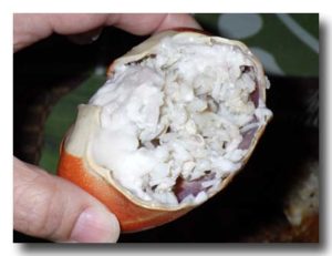 ウカエブukaeb マングローブ蟹のココナッツ煮　中身をほぐしたところ