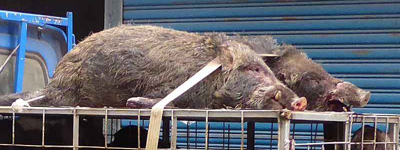 猟師さんに捕獲された猪